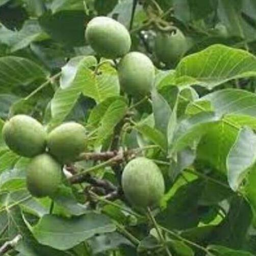 Cây giống óc chó, chống chịu tốt