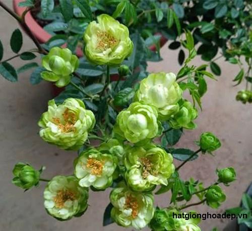 Cây Giống Hoa Hồng Xanh Lá