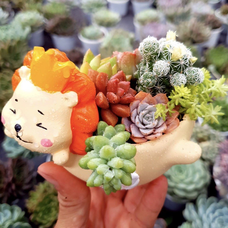 CHẬU SƯ TỬ 🦁 SIÊU XINH 🍖 LỖI 1 ĐỔI 1