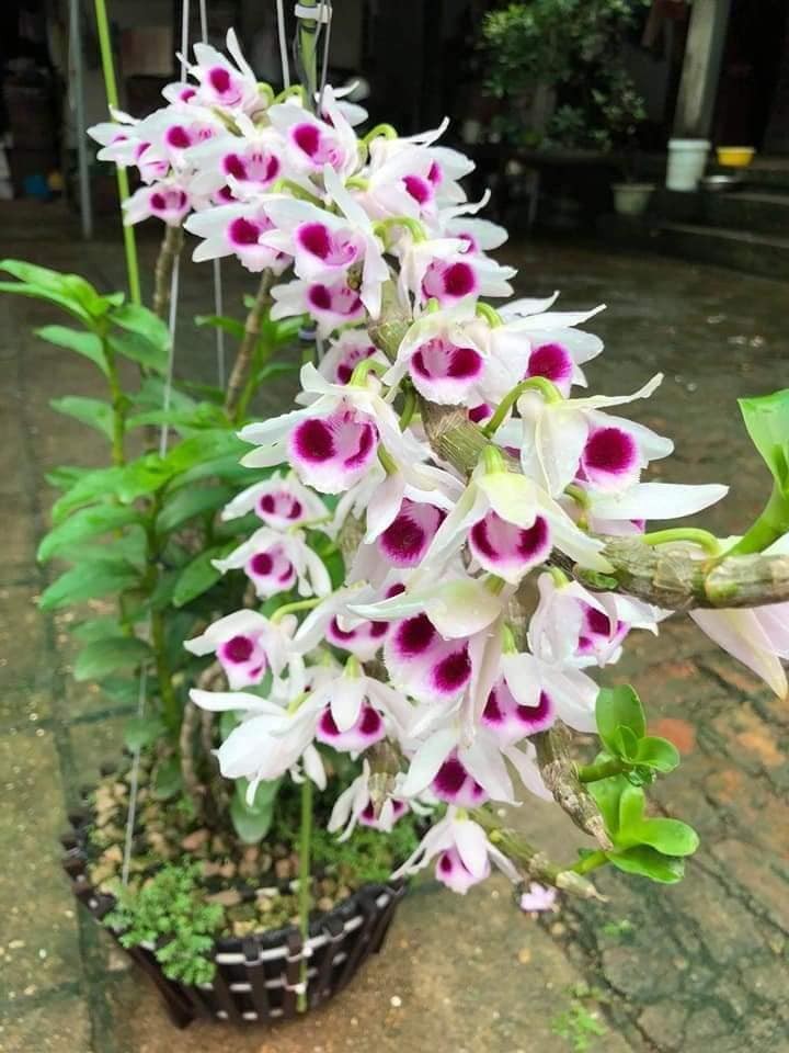 LAN PHI ĐIÊP 5CT ÁM MẮT TRÂU LƯNG XANH PHÚ THỌ - HOA CỰC THƠM CỰC HIẾM, HÀNG GIEO HẠT