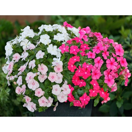 HẠT GIỐNG HOA DỪA CẠN RỦ MIX