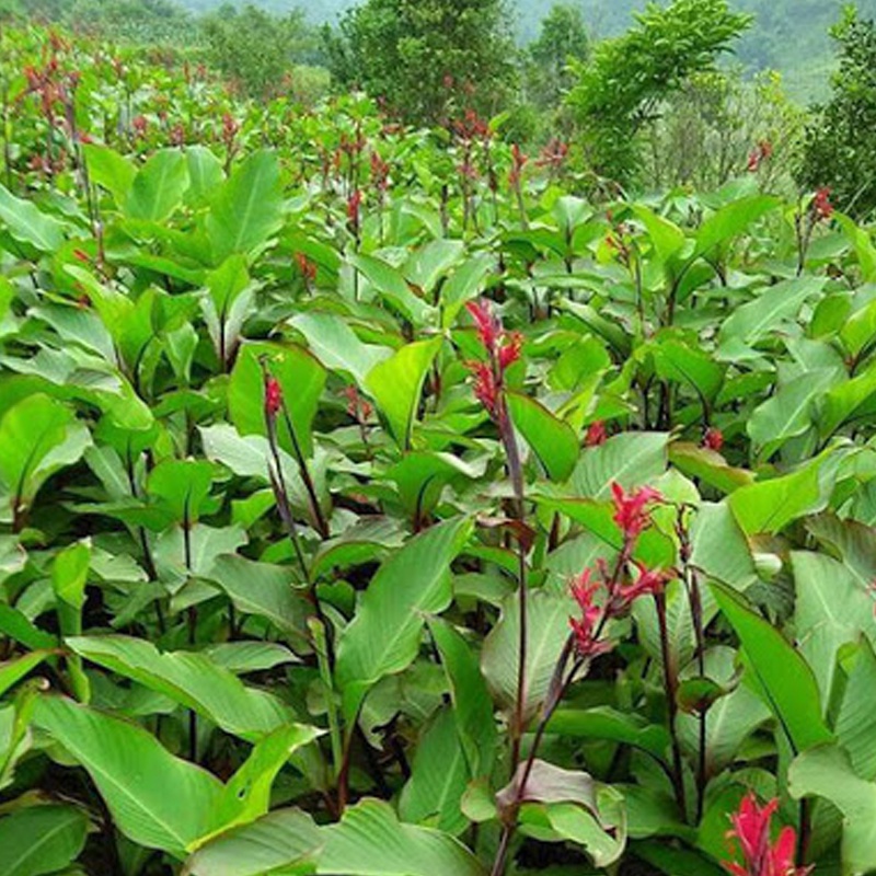 Cây dong riềng đỏ khô 1kg 981sp 683sp