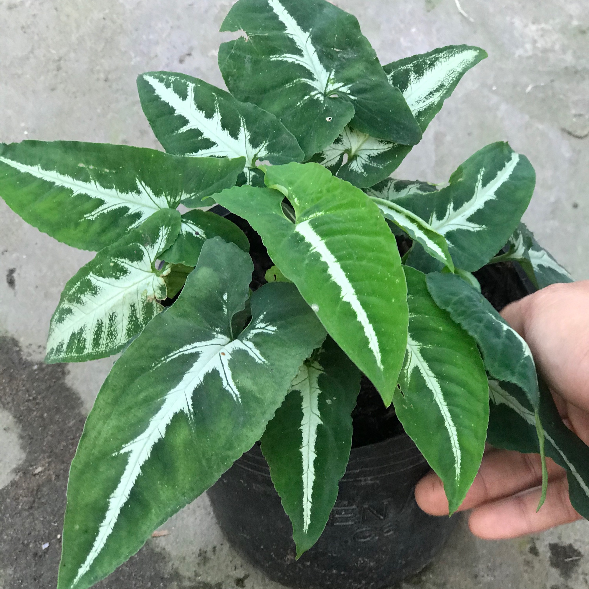 caykiengsadec - cây Trầu bà nhung chậu đen + tặng phân bón cho cây mau lớn