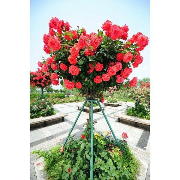 Hạt giống Hoa hồng cây (hồng thân gỗ)