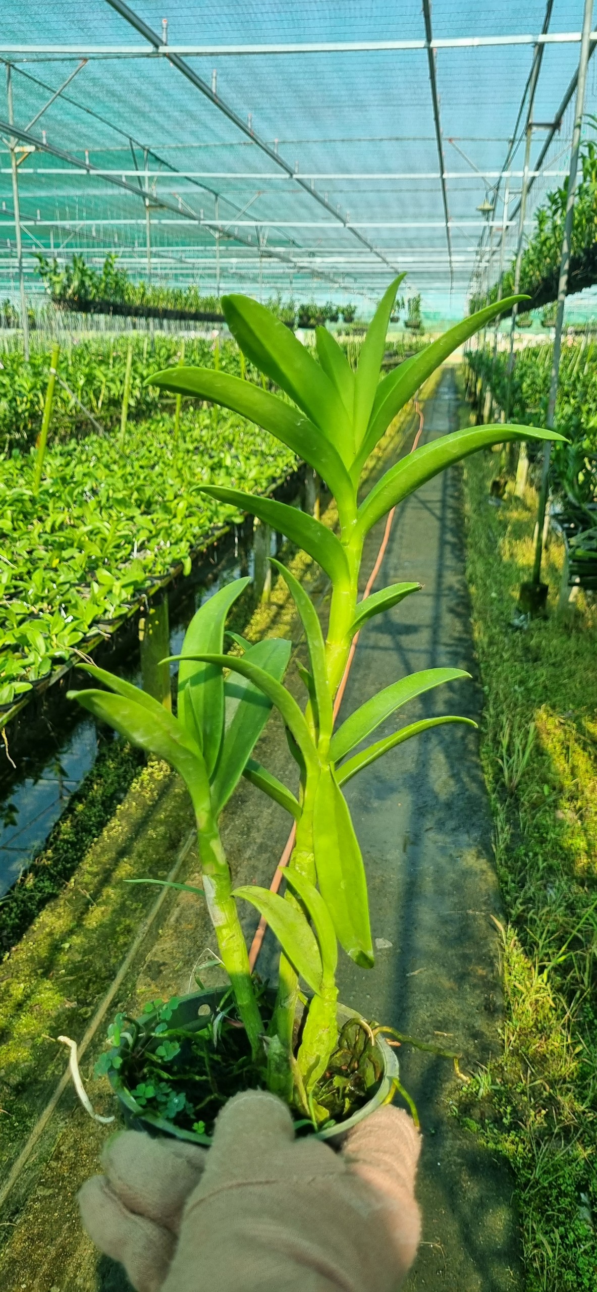HOA LAN BÀ LIỄU HỒNG
