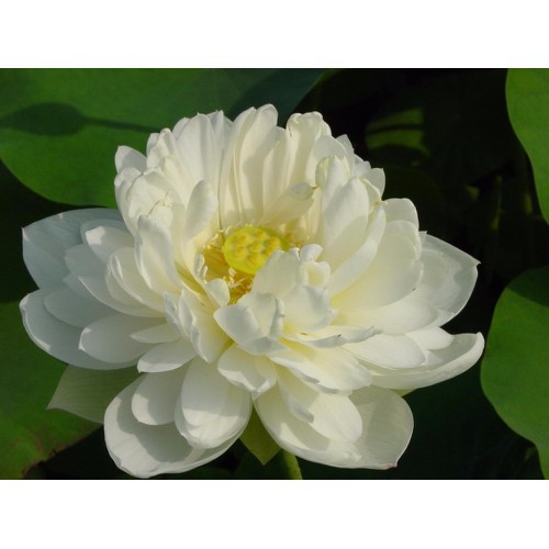 [HCM]Gói 5 hạt giống sen cung đình - sen bách hợp màu trắng - sencungdinhtrang