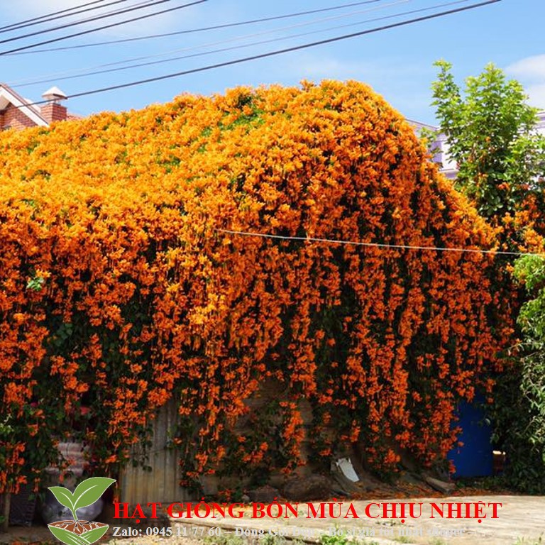 MJ186 Hạt giống Cây dây leo - hoa leo Chùm ớt, Dây Rạng đông chống nóng hè 10 hạt tuyệt đẹp