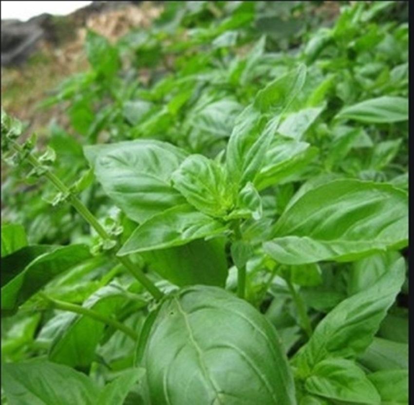 Hạt giống húng tây (Basil)