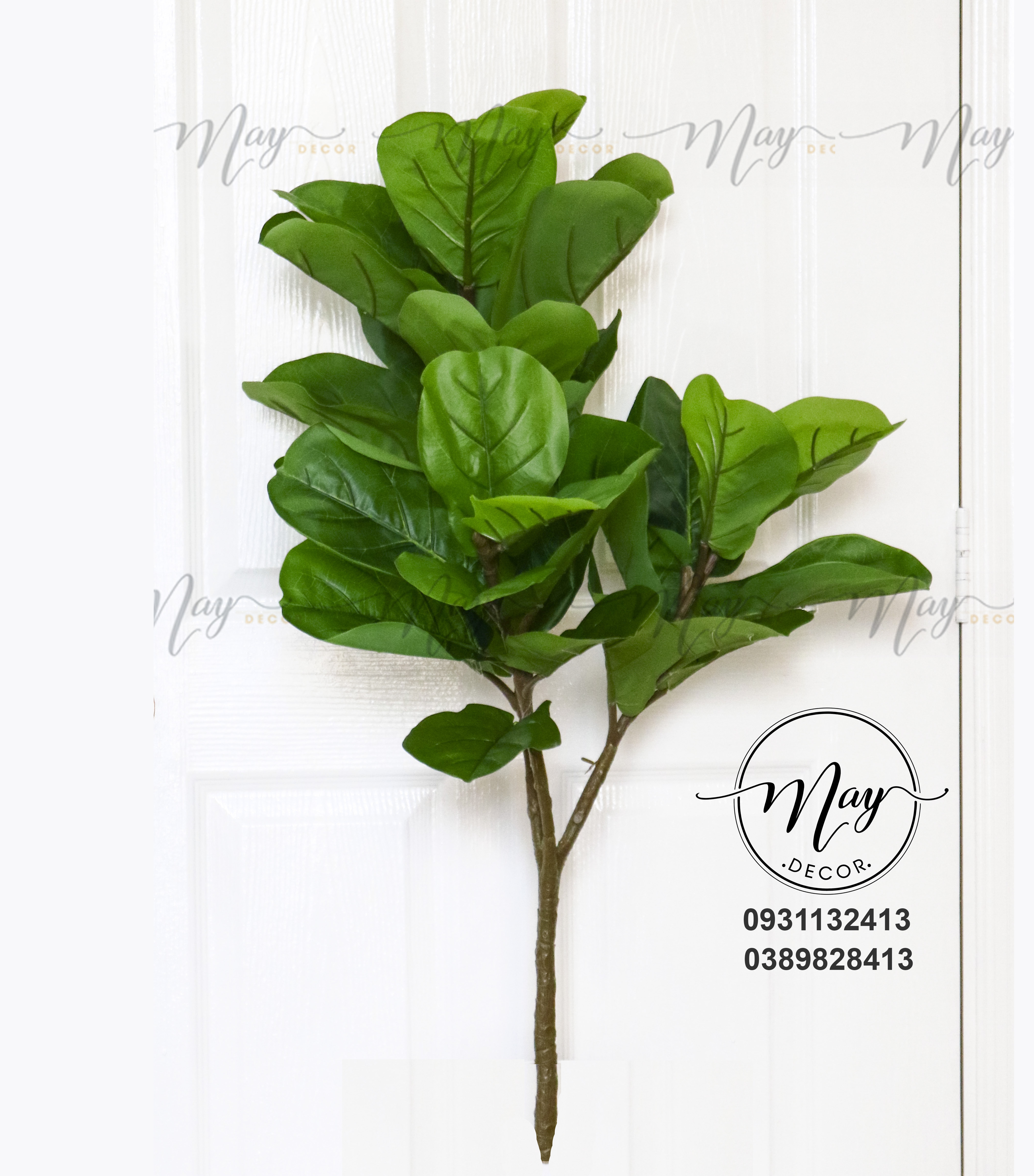 Cây bàng Singapore cao cấp cao 95cm không chậu, cây bàng lá to dày dặn