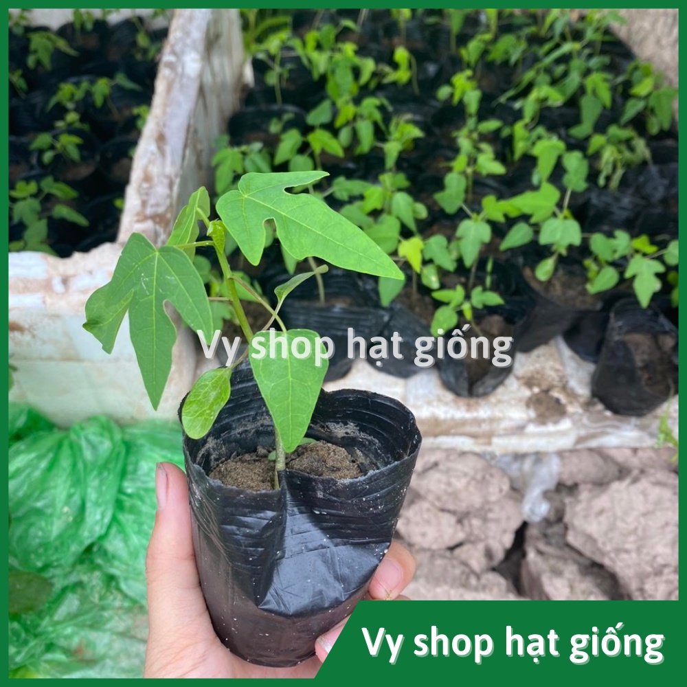 Hạt giống đu đủ quả dài Thái Lan gói 20 hạt