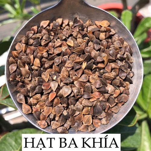 HẠT BA KHÍA - hạt tam giác mạch - cho hamster