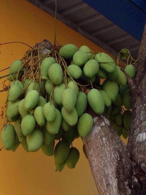 Phân Bón Canxi Bo