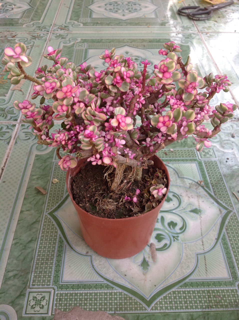 Cây Ngọc Bích (Đỏ) - Cây cảnh bonsai để bàn
