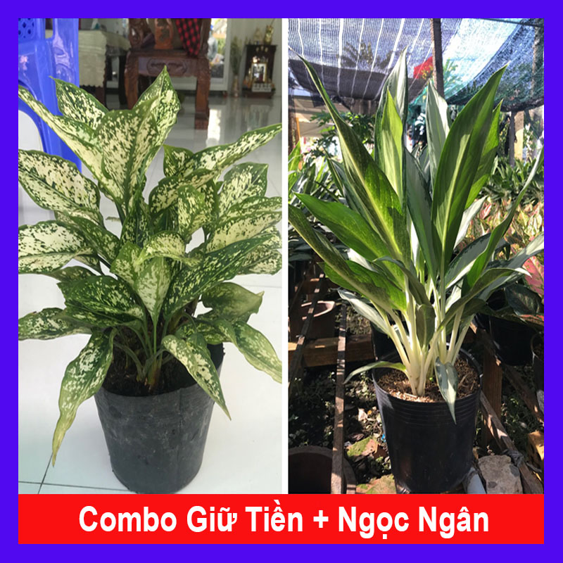 Combo phong thủy tiết kiệm - HKPQ - hoa kiểng lá - trang trí nội thất - cây phong thủy