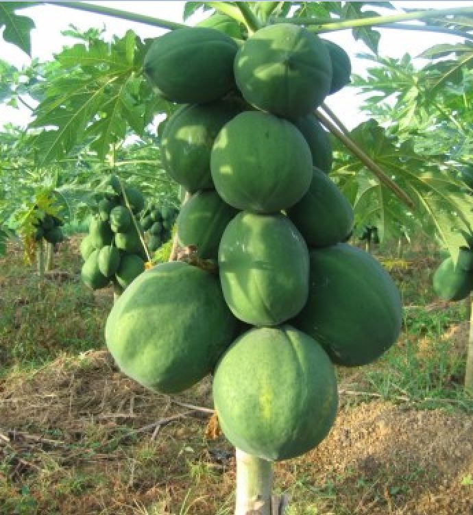 Hạt Giống Đu Đủ Siêu Ngọt Gói - gói 20 Hạt