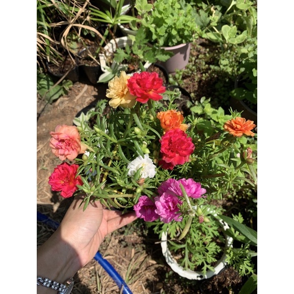 Chậu hoa mười giờ mixx màu - chậu c6