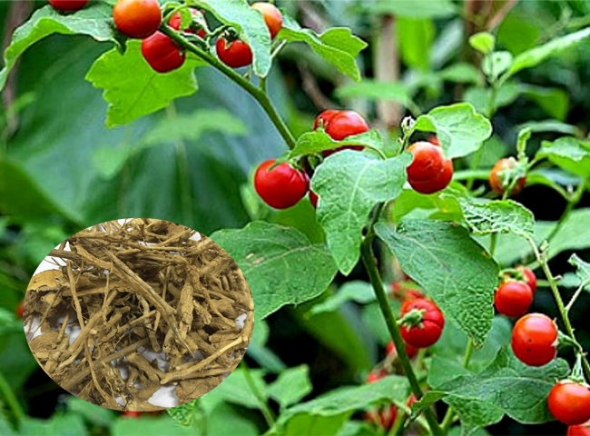 Cây cà gai leo giống (tem chuẩn giống)