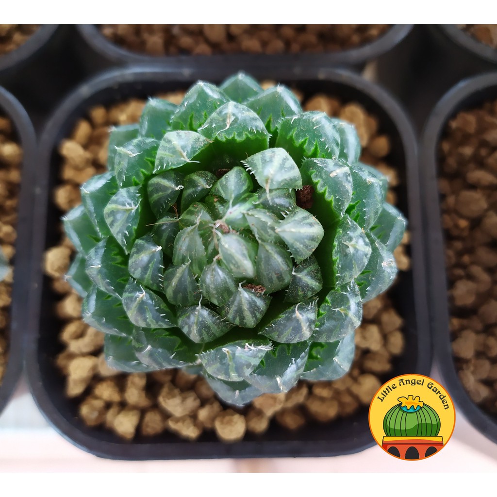 Sen Đá Kim Cương Haworthia 'Emerald LED' | Sen đã thuần, dễ chăm