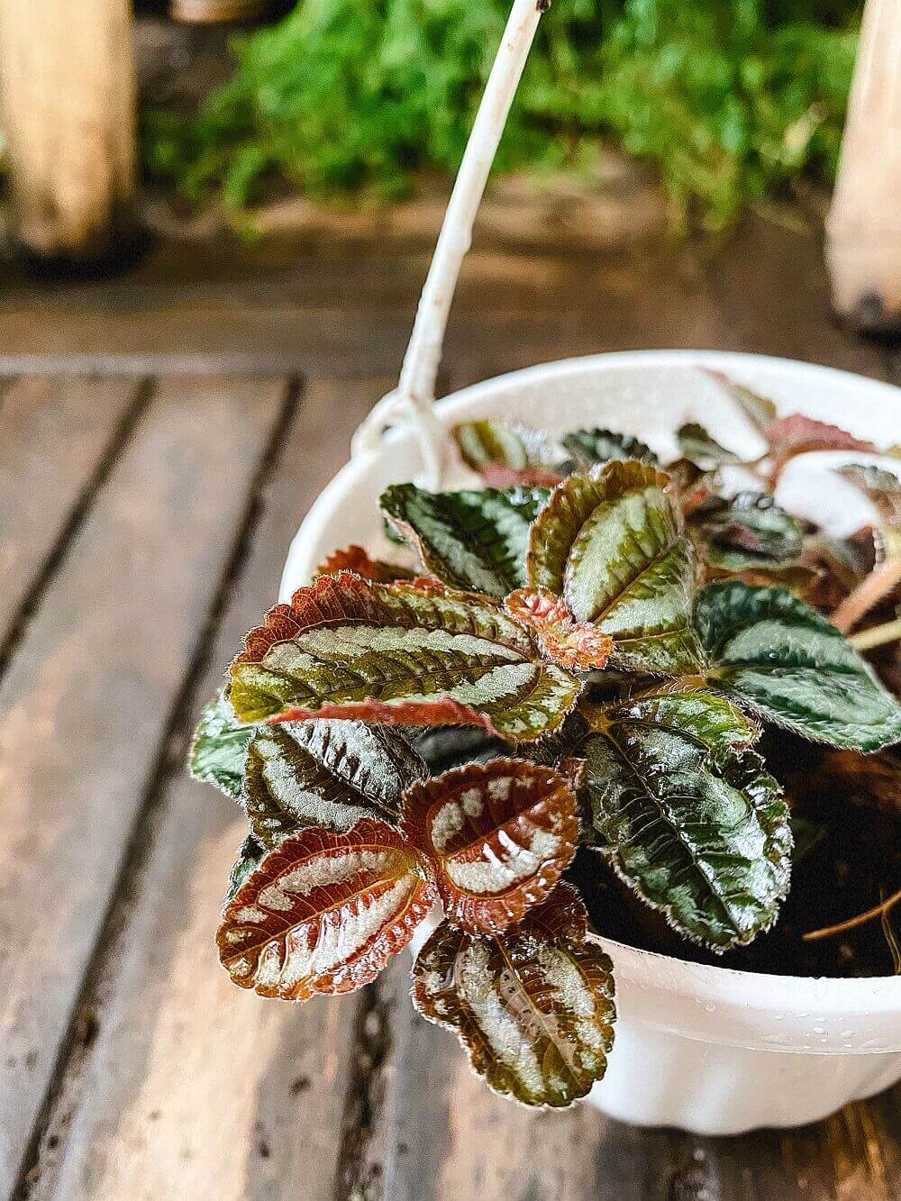 Cây Pilea repens Bronze (Đồng Hổ Nhĩ, Tai Hổ Màu Đồng) chậu treo bí ngô