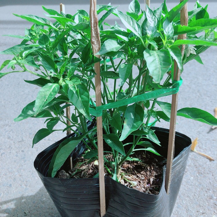 Bụi ớt xiêm