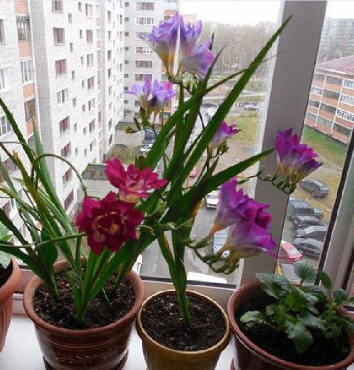Bộ 5 củ giống hoa lan nam phi nhiều màu - ( Kèm 5 viên nén xơ dừa ươm củ )
