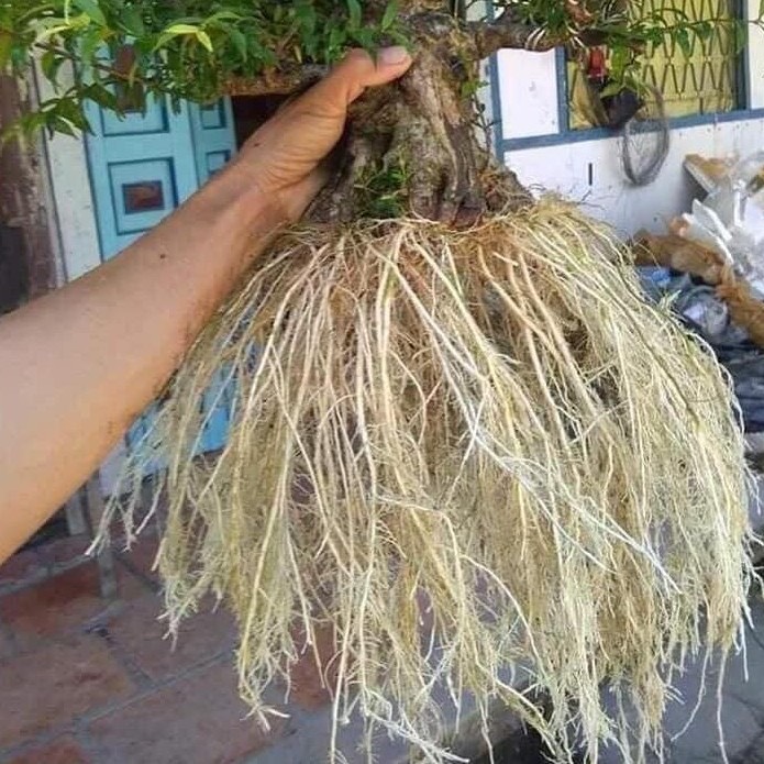 BỘT SIÊU KÍCH RỄ