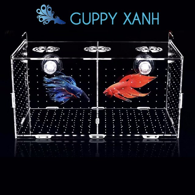 Box tép - Lồng dưỡng cá tép siêu trong - Có 2 size Đơn Và Đôi