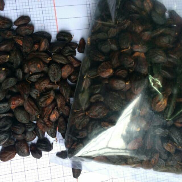 100g hạt dổi nếp rừng
