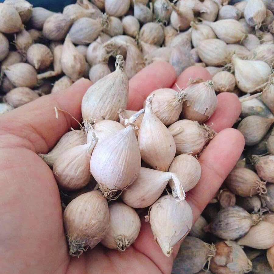 Tỏi cô đơn Sơn La 1kg