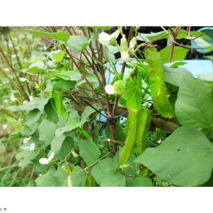 Hạt giống đậu rồng - gói 10 gram