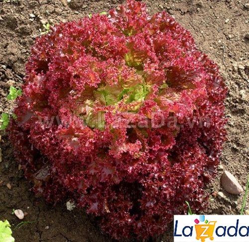 2Gr Hạt Giống Xà Lách Lollo Rossa (B1.402| B49*W52*M150)