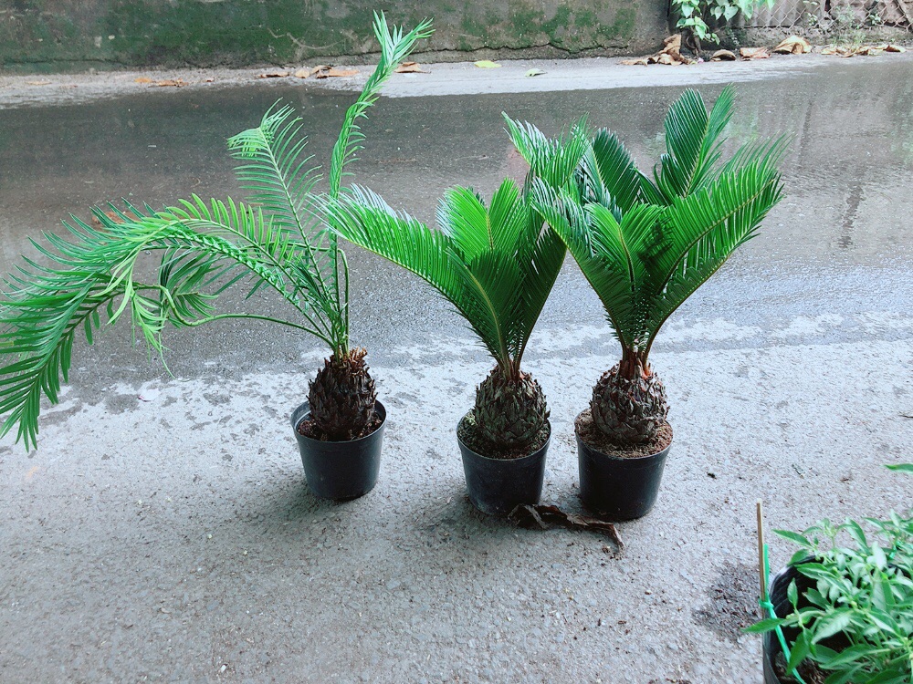 Thiên Tuế 40cm giá 140k/chậu
