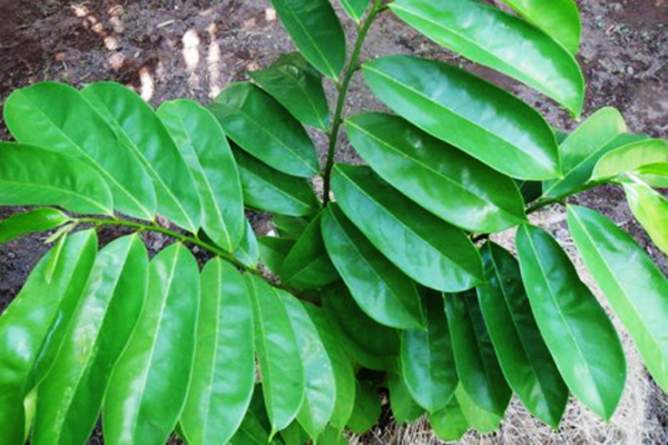 1 KG LÁ Mãng Cầu Xiêm [ La tươi ].