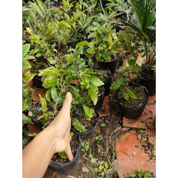 chậu Cây mai giảo, mai tự quắn ( mai xoắn)