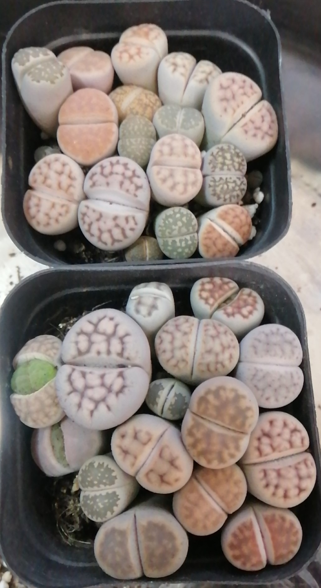 Chậu cây sen đá mông , thạch lan , lithops 1 năm tuổi