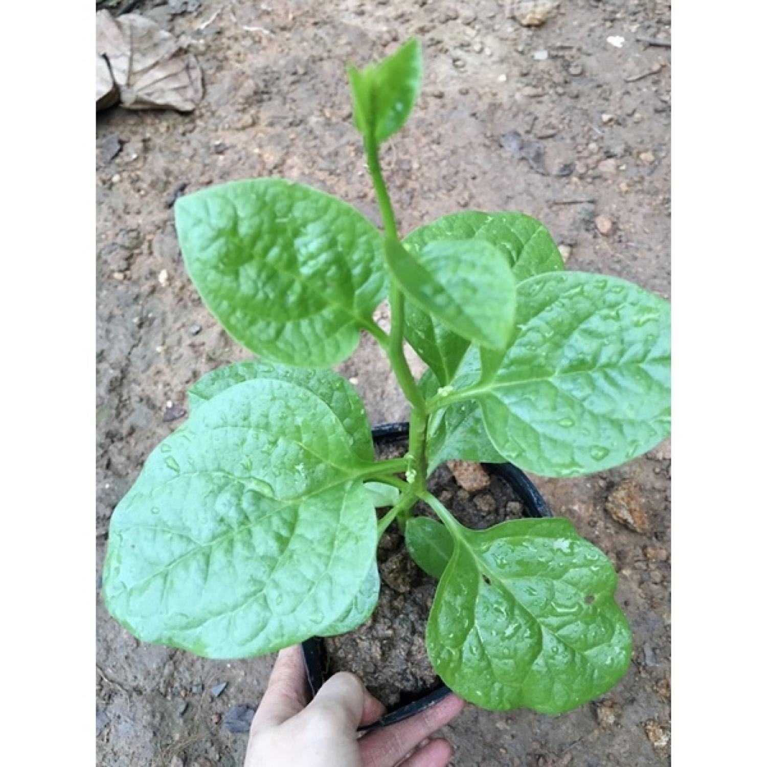 Cây rau giống mồng tơi lá to