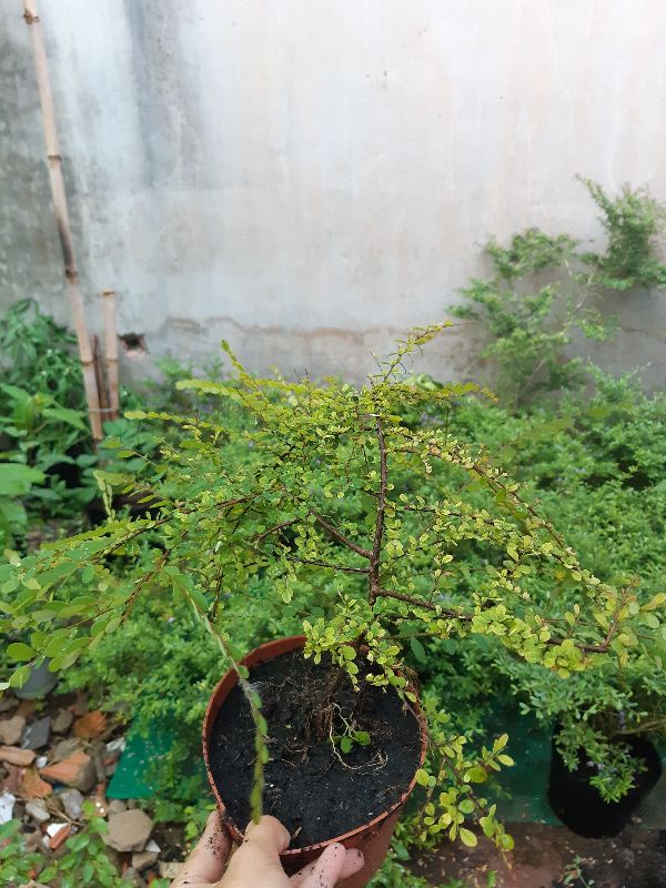 cây sơn liễu giống