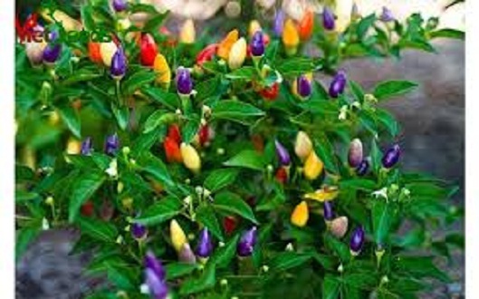 Hạt giống ớt ngũ sắc