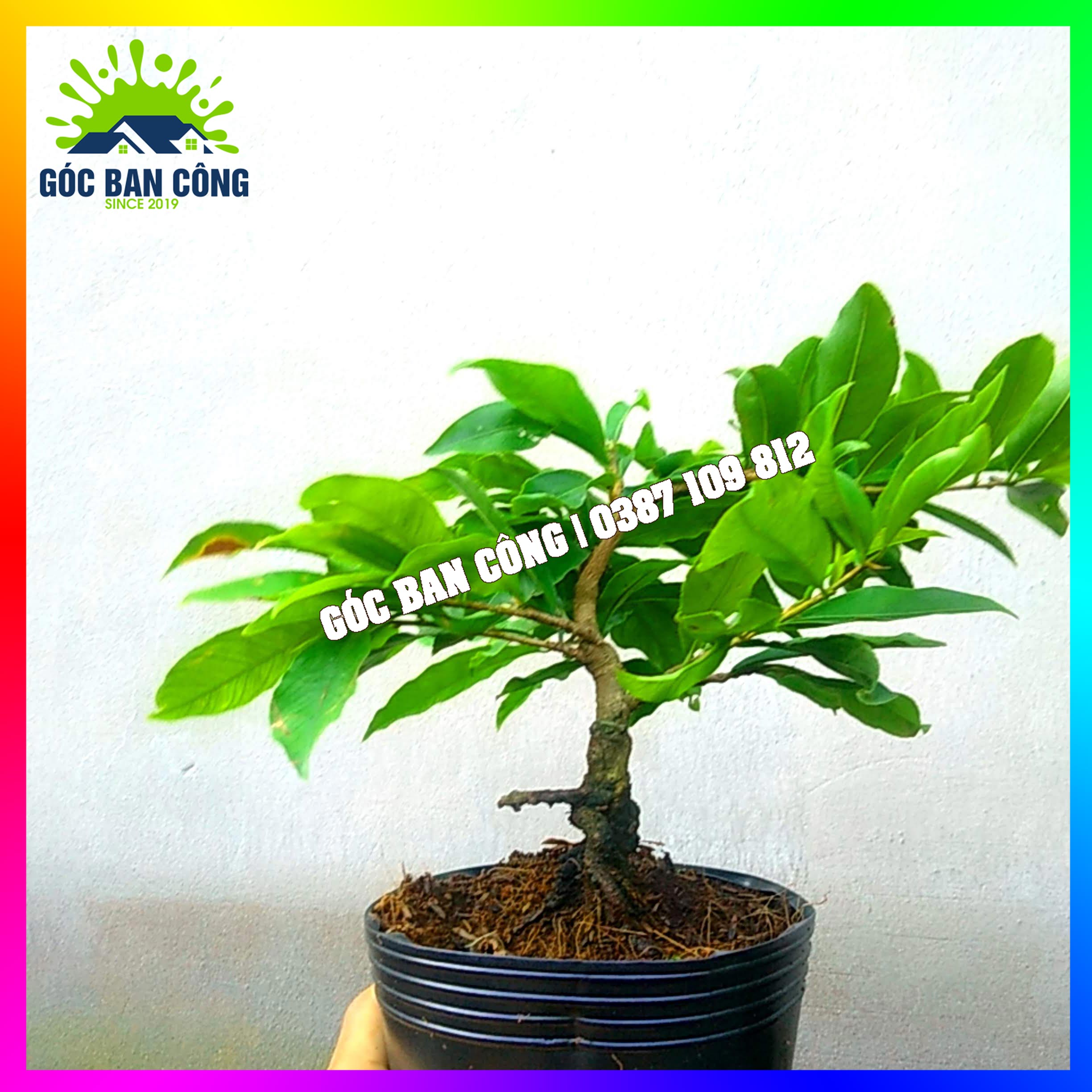 Mai Vàng Gốc Quái Dáng Bonsai Mini