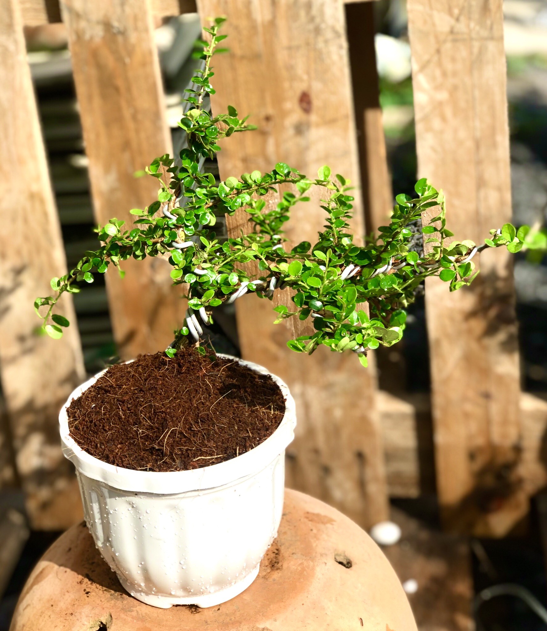 Chậu tra Phúc Kiến Bonsai