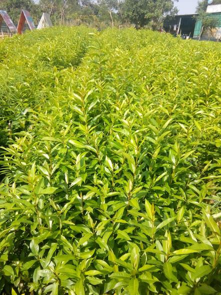 Cây Vối nếp- chiều cao 40-50cm
