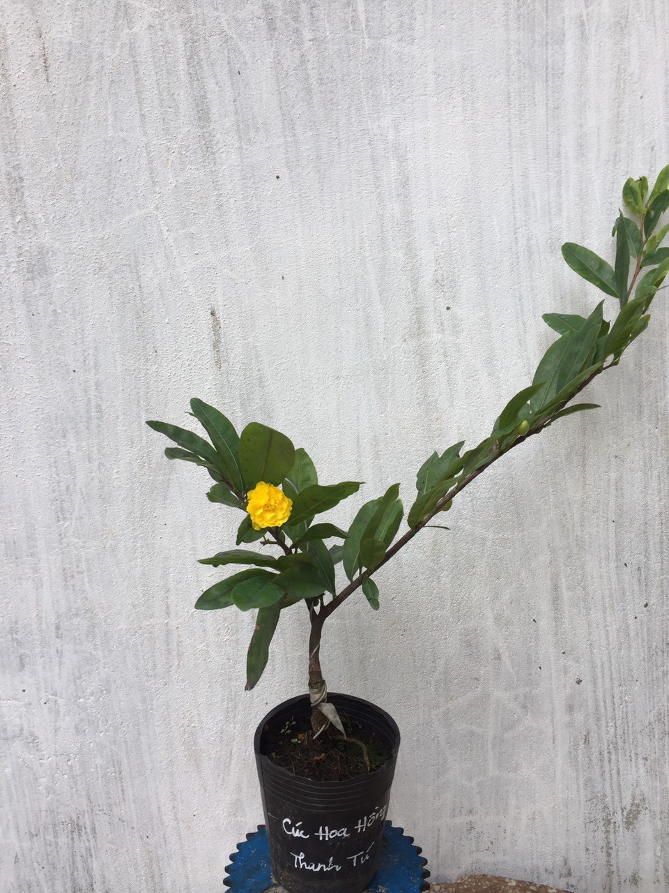 Mai Cúc Hoa Hồng Thanh Tú ( cây ghép chuẩn giống )