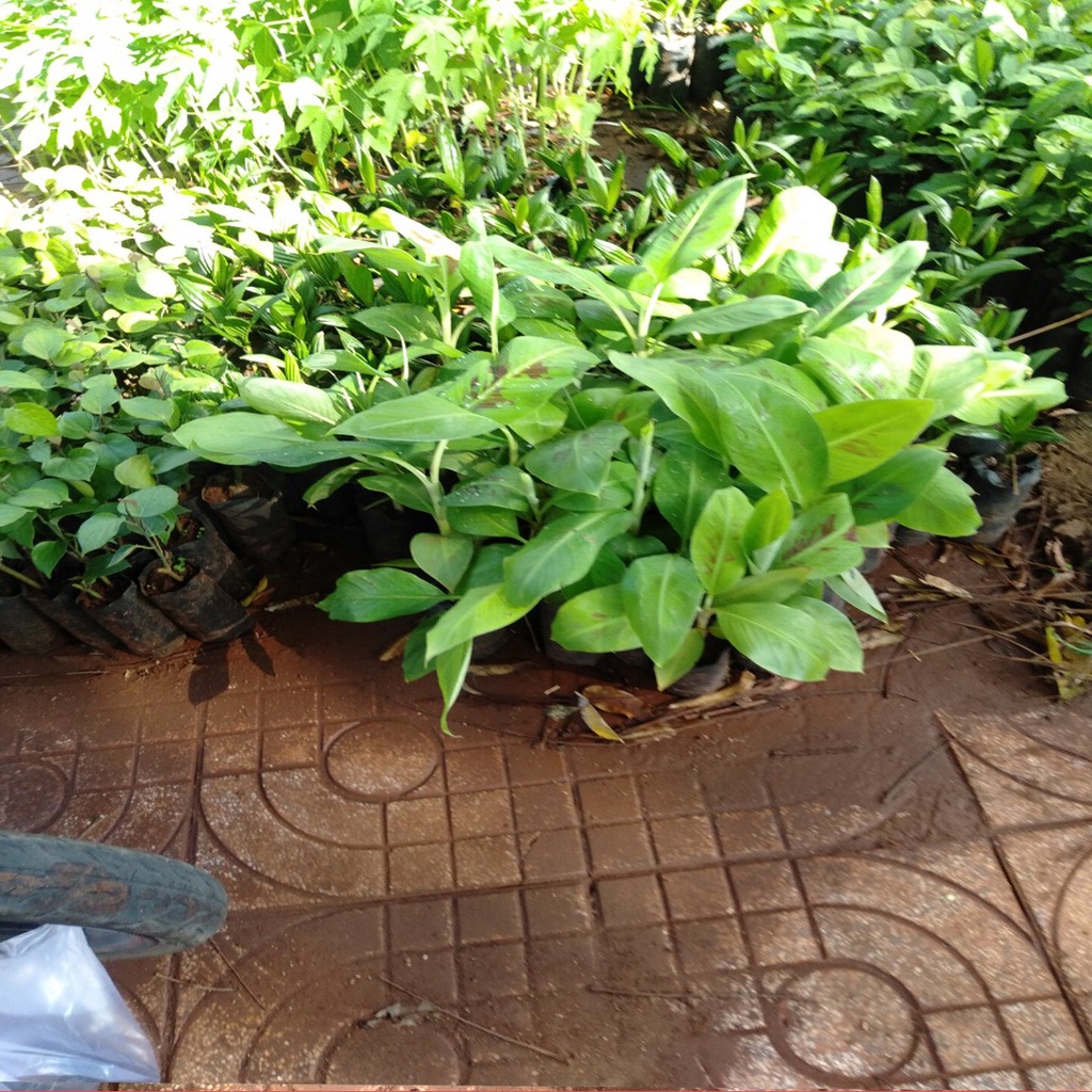 CÂY GIỐNG CHUỐI TÍM CẤY MÔ F1 ( cây giống có bảo hành)