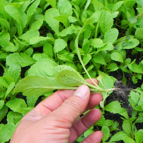 Hạt giống cải xanh ăn non