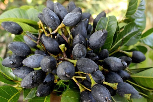 cây giống trám đen siêu quả