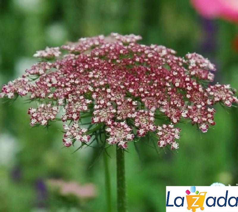 01GRAM 1100.HAT Hạt Giống Hoa Cà Rốt Dara (| -KD: B6*M225)