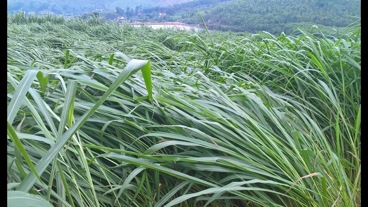 Gói 100g cỏ sả lá lớn Mombasa Ghine
