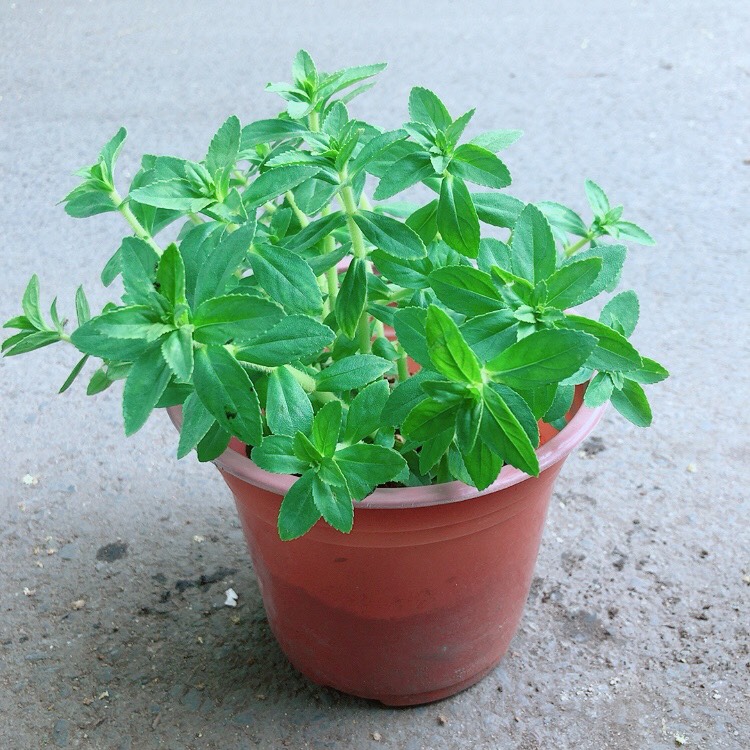 Chậu Cây Rau Ngổ (Ngò Om)