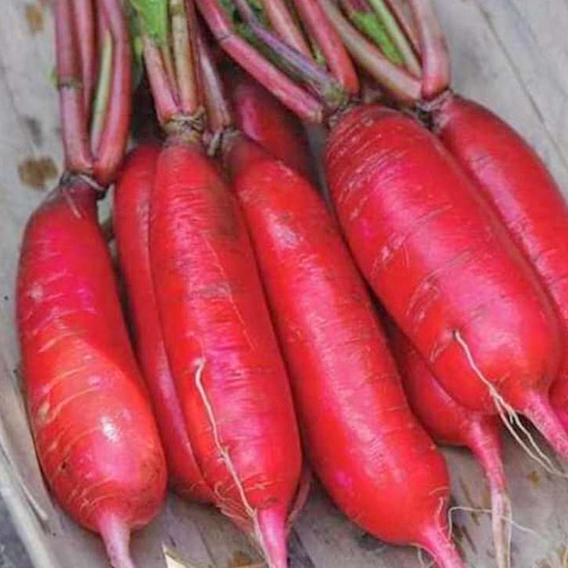 [HCM]2g Hạt giống củ cải đỏ dài