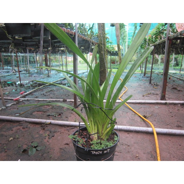 [Chuẩn Giống F1] 2 THÂN HOA LAN KIẾM TIÊN VŨ MẶT HOA XỔ HÀNG RỪNG